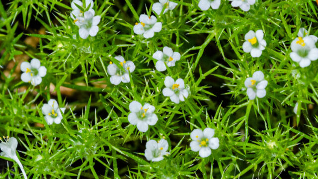 Navarretia sp. (N. leucocephala or N. propinqua?) Navarretia sp. (N. leucocephala or N. propinqua?)