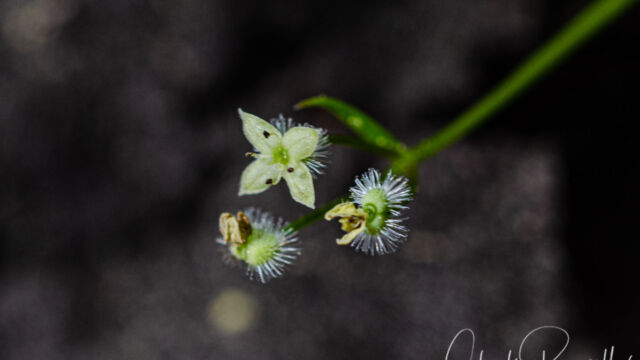 , Galium aparine Goose grass (aka Cleavers, Stickywilly), Galium aparine