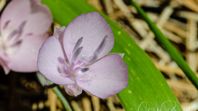 Mariposa lily (star tulip) hybrid, Calochortus nudus x Calochortus minimus Mariposa lily (star tulip) hybrid, Calochortus nudus x Calochortus minimus