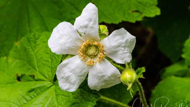 Rubus parviflorus Western thimbleberry, Rubus parviflorus