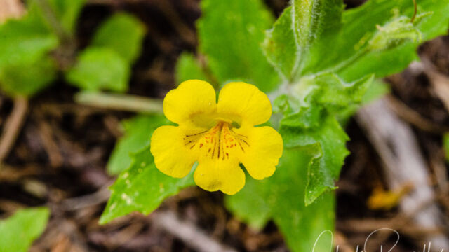 Erythranthe moschata Musk monkeyflower, Erythranthe moschata