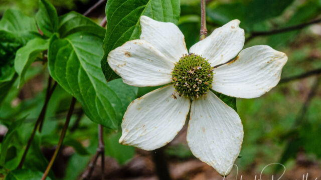 Cornus nuttallii Pacific dogwood, Cornus nuttallii