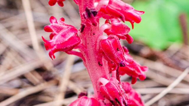 Sarcodes sanguinea Snowplant, Sarcodes sanguinea