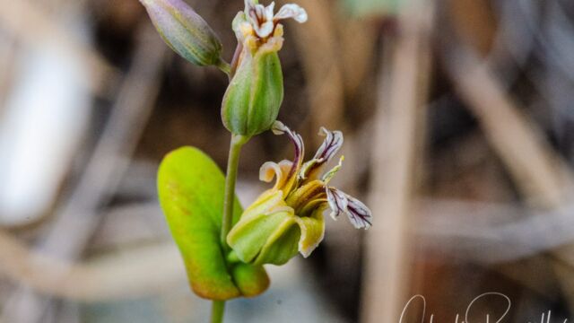 Streptanthus tortuosus Mountain jewelflower, Streptanthus tortuosus