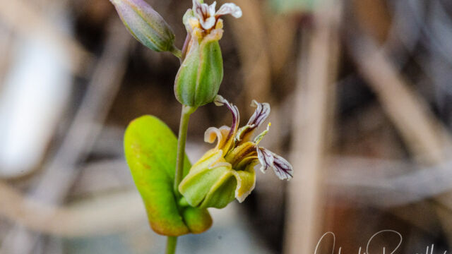 Streptanthus tortuosus Mountain jewelflower, Streptanthus tortuosus