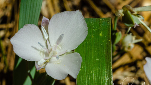 Calochortus minimus Sierra mariposa lily, Calochortus minimus
