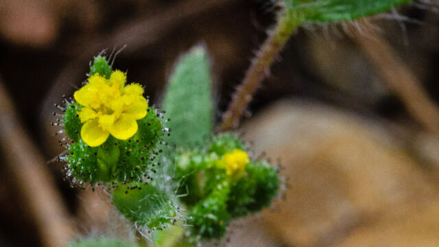 Hemizonella minima Opposite leaved tarweed, Hemizonella minima
