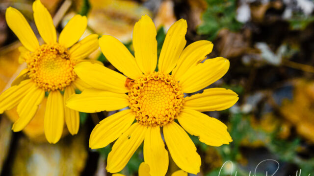 Eriophyllum lanatum Common woolly sunflower, Eriophyllum lanatum