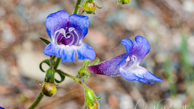 Penstemon roezlii Roezl's penstemon, Penstemon roezlii