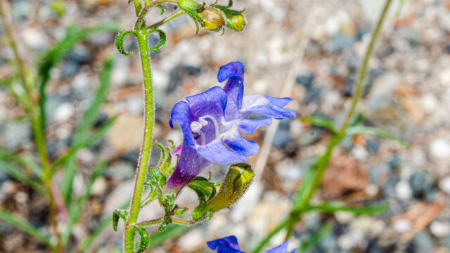 Penstemon roezlii Roezl's penstemon, Penstemon roezlii