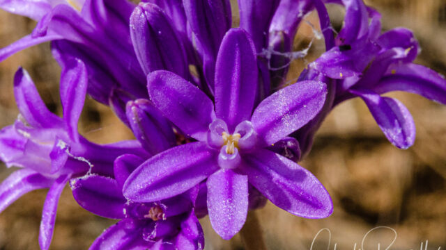 Dichelostemma multiflorum Wild hyacinth, Dichelostemma multiflorum