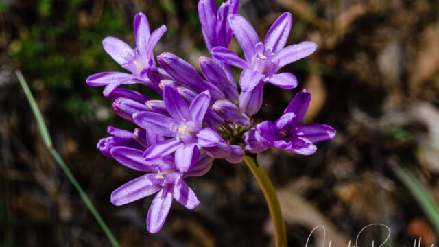 Dichelostemma multiflorum Wild hyacinth, Dichelostemma multiflorum