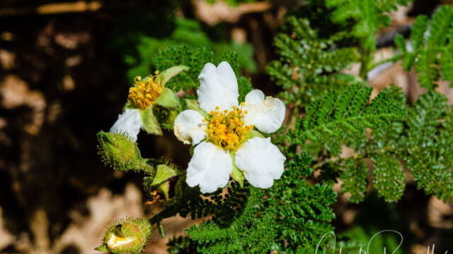 Chamaebatia foliolosa Mountain misery, Chamaebatia foliolosa