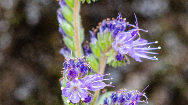 Phacelia mutabilis Changeable phacelia, Phacelia mutabilis
