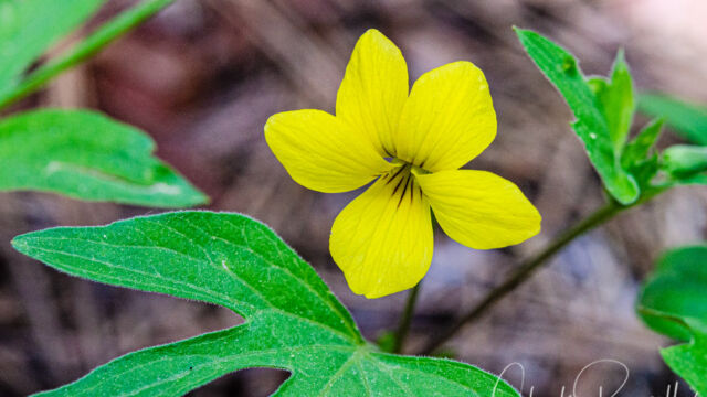 Viola lobata ssp. lobata Pine violet (aka Moose horn violet), Viola lobata ssp. lobata