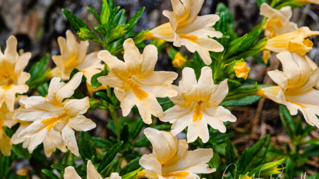 Diplacus grandiflorus Sticky monkeyflower, Diplacus grandiflorus