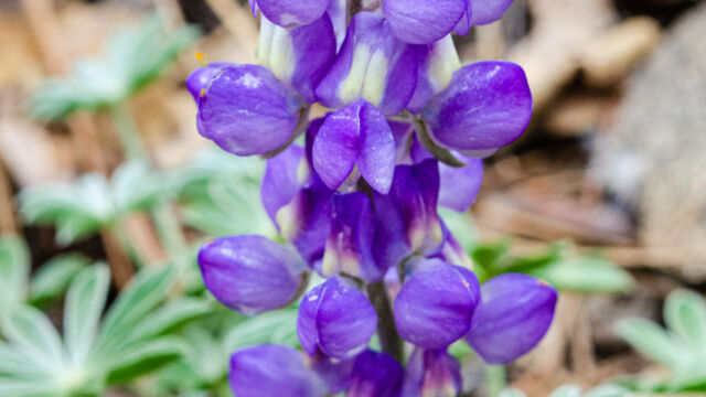 Lupinus lepidus var. sellulus Donner Lake lupine, Lupinus lepidus var. sellulus