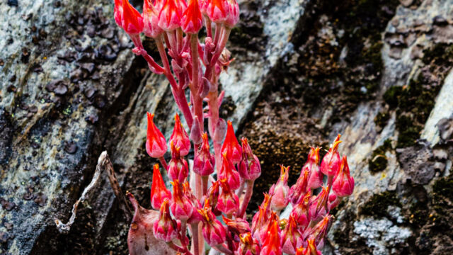Dudleya cymosa ssp. cymosa Canyon liveforever, Dudleya cymosa ssp. cymosa