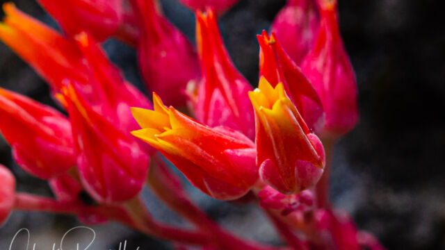 Dudleya cymosa ssp. cymosa Canyon liveforever, Dudleya cymosa ssp. cymosa