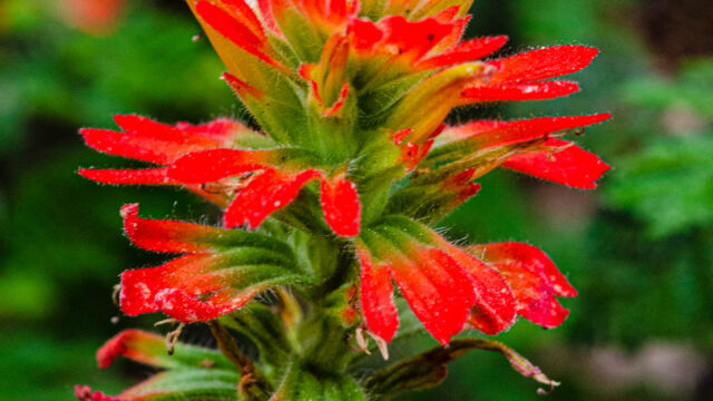 Castilleja affinis Coastal paintbrush, Castilleja affinis