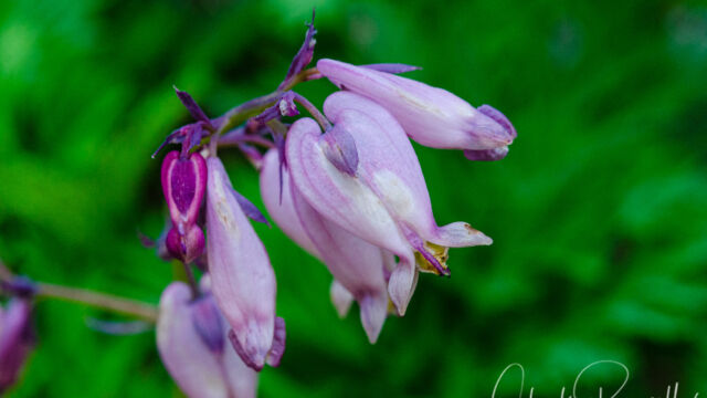 Dicentra formosa Pacific bleeding heart, Dicentra formosa