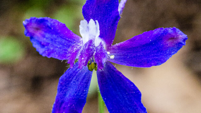 Delphinium spp. Larkspur, Delphinium spp.