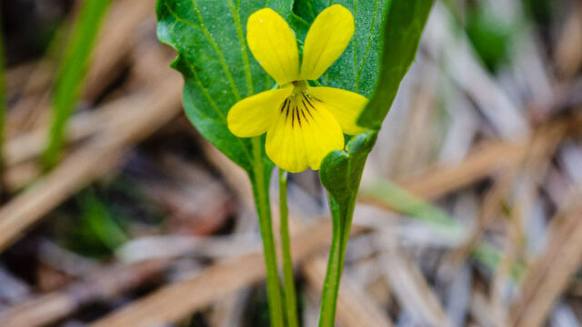 iola bakeri Baker's violet, Viola bakeri