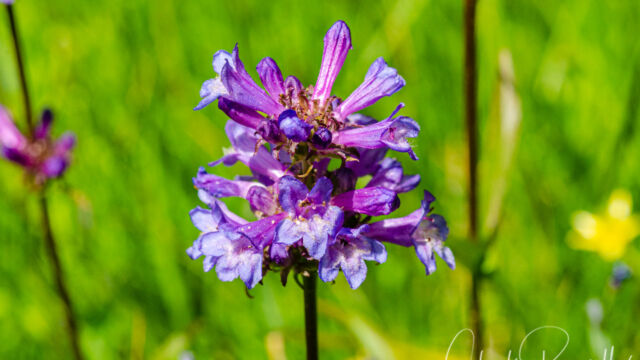 Penstemon rydbergii var. oreocharis Meadow penstemon, Penstemon rydbergii var. oreocharis