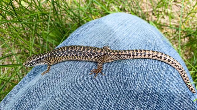 Elgaria coerulea ssp palmeri Northern Alligator Lizard, Elgaria coerulea ssp palmeri