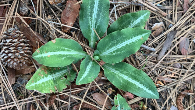 Goodyera oblongifolia Western rattlesnake plantain, Goodyera oblongifolia