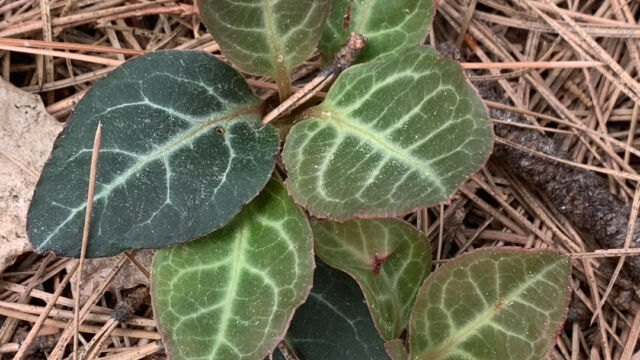 Pyrola picta White veined wintergreen, Pyrola picta