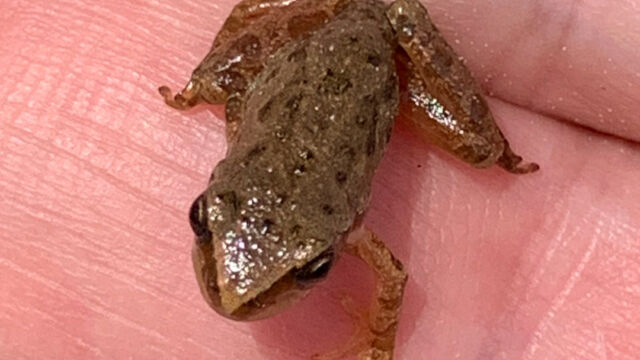 Pseudacris sierra Sierran Tree Frog, Pseudacris sierra