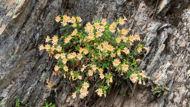Diplacus grandiflorus Sticky monkeyflower, Diplacus grandiflorus