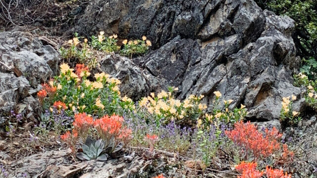 Outcropping on Texas Hill Road, with sticky monkeyflower and canyon dudleya Outcropping on Texas Hill Road, with sticky monkeyflower and canyon dudleya