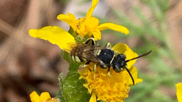 Nomada sp. Nomad bee, Nomada sp.