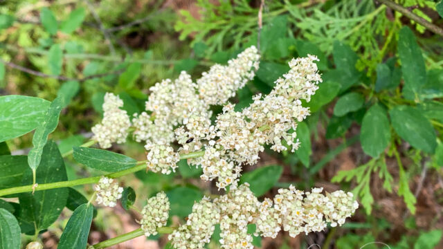 Ceanothus integerrimus var. macrothyrsus Deerbrush, Ceanothus integerrimus var. macrothyrsus