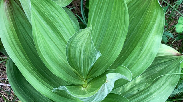 Veratrum californicum var. californicum California corn lily, Veratrum californicum var. californicum