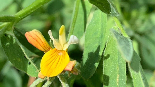 Hosackia oblongifolia var. oblongifolia Streambank Bird's-foot Trefoil, Hosackia oblongifolia var. oblongifolia