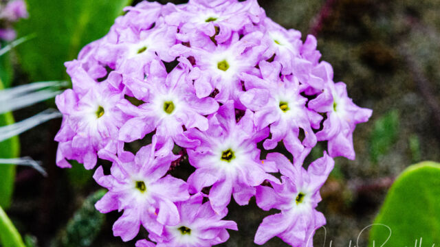 Abronia umbellata Pink sand verbena, Abronia umbellata