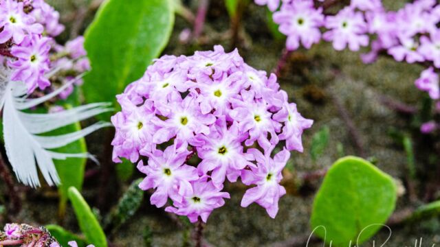 Abronia umbellata Pink sand verbena, Abronia umbellata
