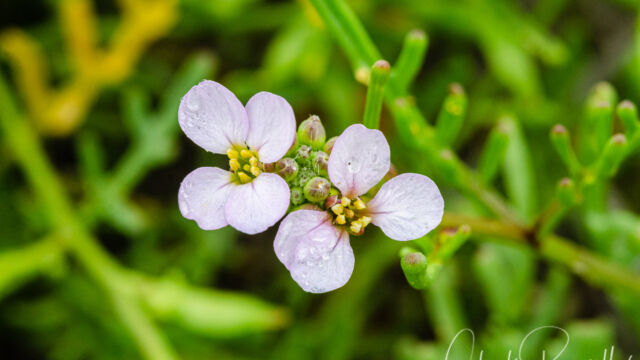 Cakile maritima Sea Rocket, Cakile maritima