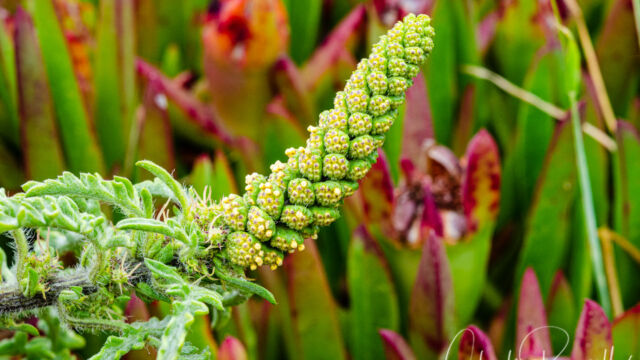 Ambrosia chamissonis Silver beachweed, Ambrosia chamissonis