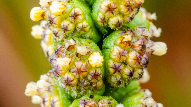 Ambrosia chamissonis Silver beachweed, Ambrosia chamissonis