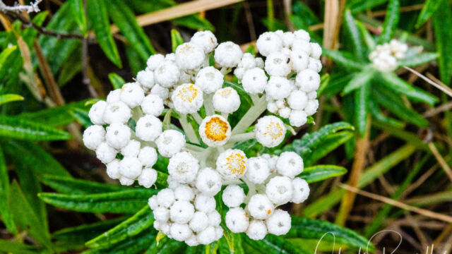 Pseudognaphalium californicum Ladies' tobacco, Pseudognaphalium californicum