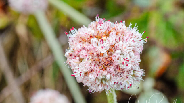 Eriogonum latifolium Seaside buckwheat, Eriogonum latifolium