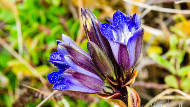 Gentiana affinis var. ovata Oregon gentian, Gentiana affinis var. ovata