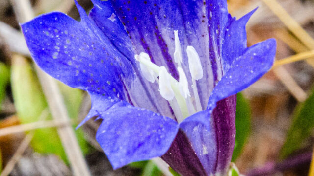 Gentiana affinis var. ovata Oregon gentian, Gentiana affinis var. ovata