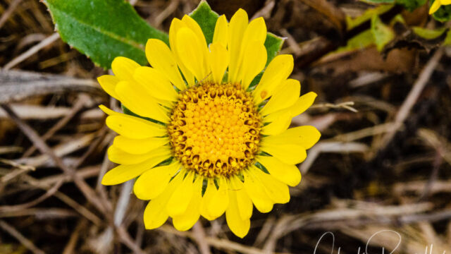 Grindelia stricta var. platyphylla Oregon gumweed, Grindelia stricta var. platyphylla