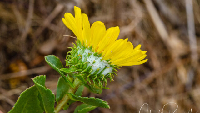Grindelia stricta var. platyphylla Oregon gumweed, Grindelia stricta var. platyphylla