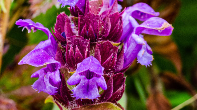 Prunella vulgaris var. lanceolata Lance self heal, Prunella vulgaris var. lanceolata